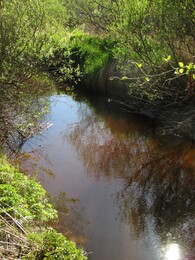  Varesjoki