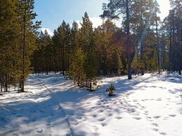 �������������� ������������ ����