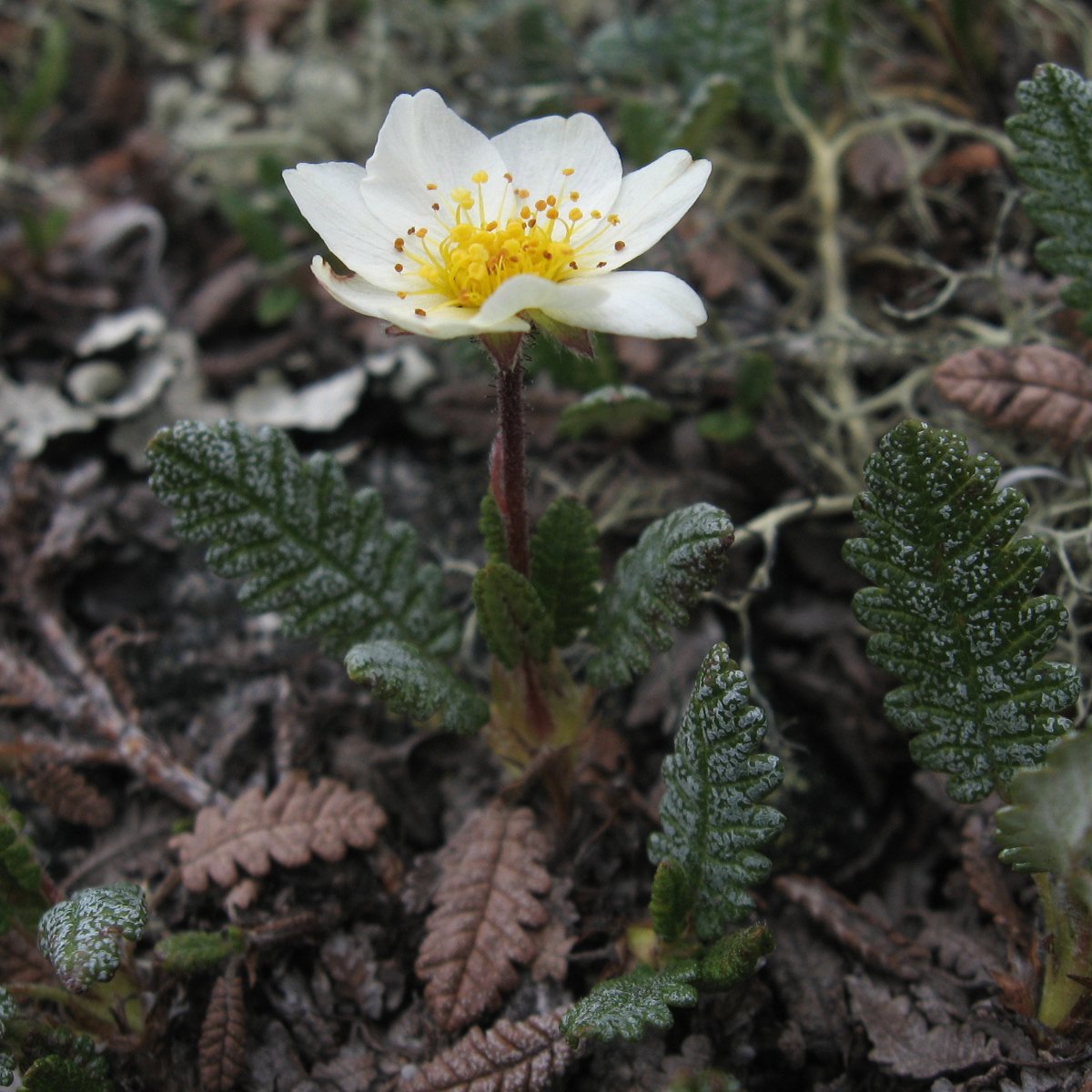   (dryas punctata) ?