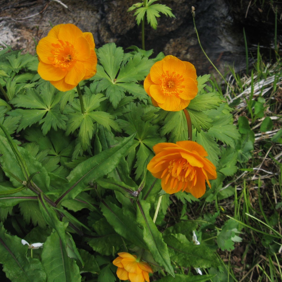 ,   (trollius asiaticus)