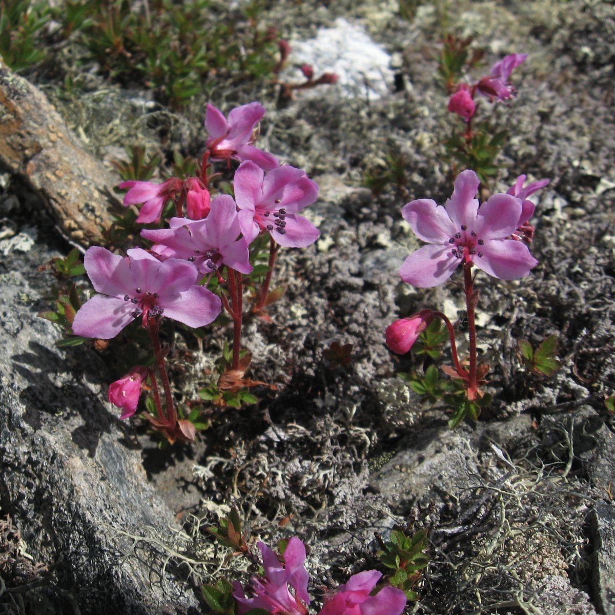   (rhododendron camtschaticum)