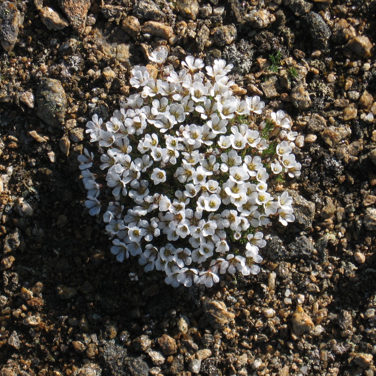   (Saxifraga cespitosa)?