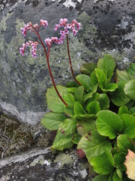  (bergenia crassifolia)