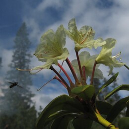  (, rhododendron aureum)