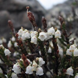   (cassiope tetragona) ?