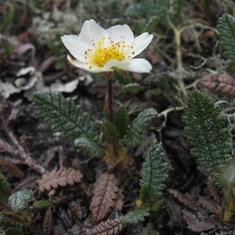   (dryas punctata) ?