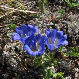   (gentiana grandiflora) ?