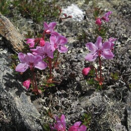   (rhododendron camtschaticum)