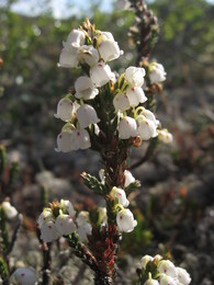  ң (cassiope tetragona)