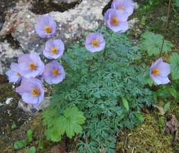 Semiaquilegia adoxioides