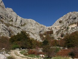 Vratlo