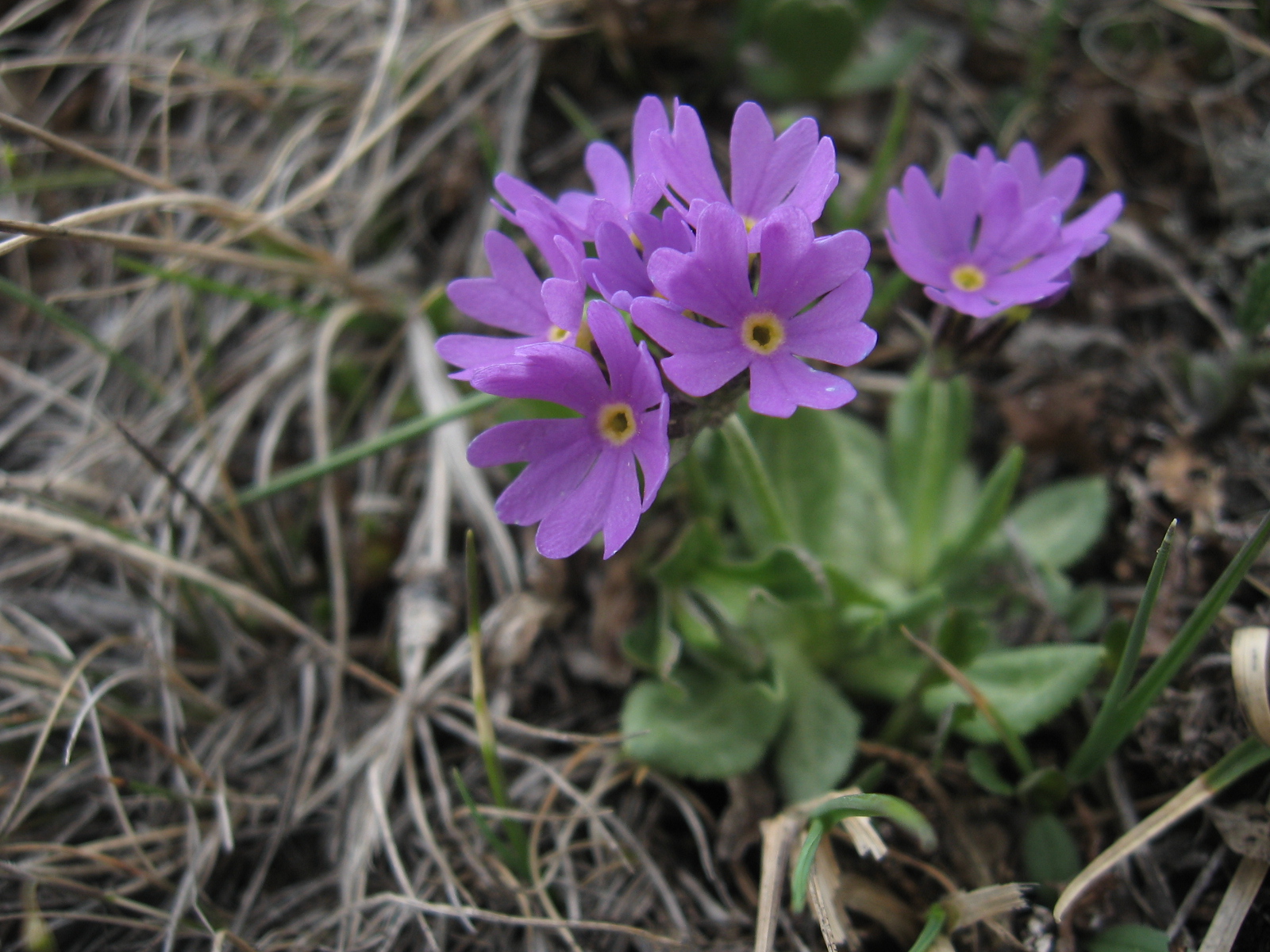   ( , Primula algida) ?