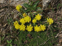   (Saxifraga scleropoda) ?