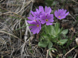   ( , Primula algida) ?