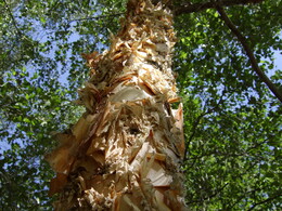 (фото О.Г.)