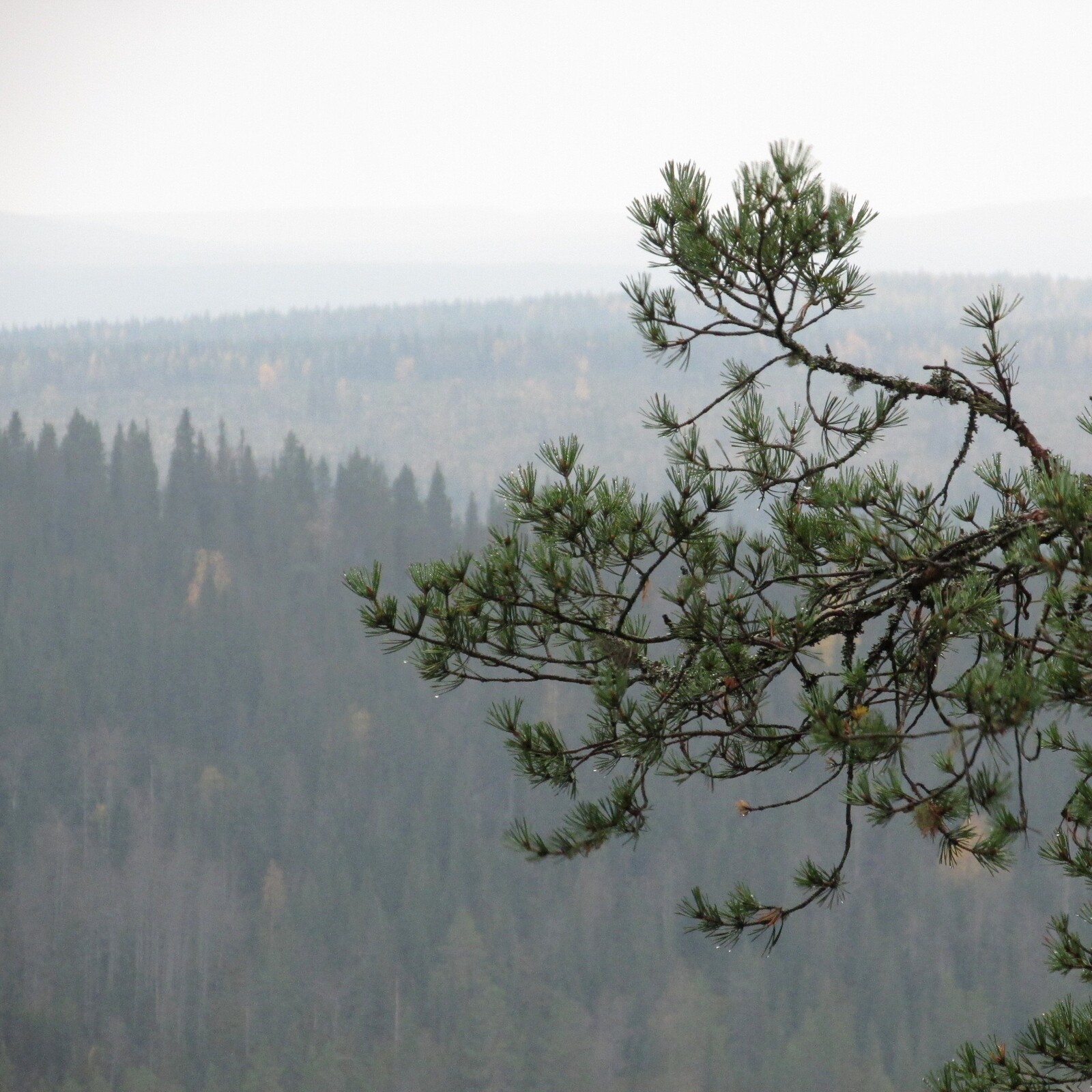 Latva-Kouvanvaara