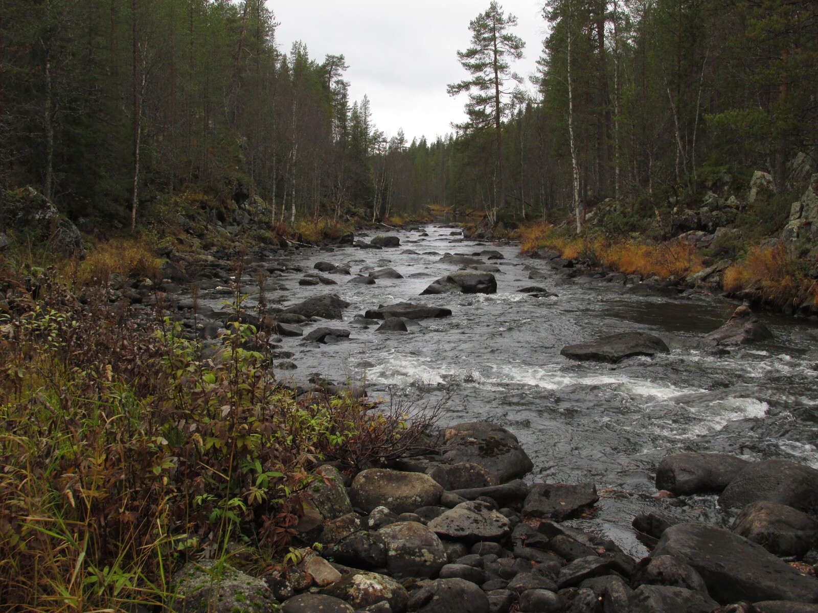 Livojoki