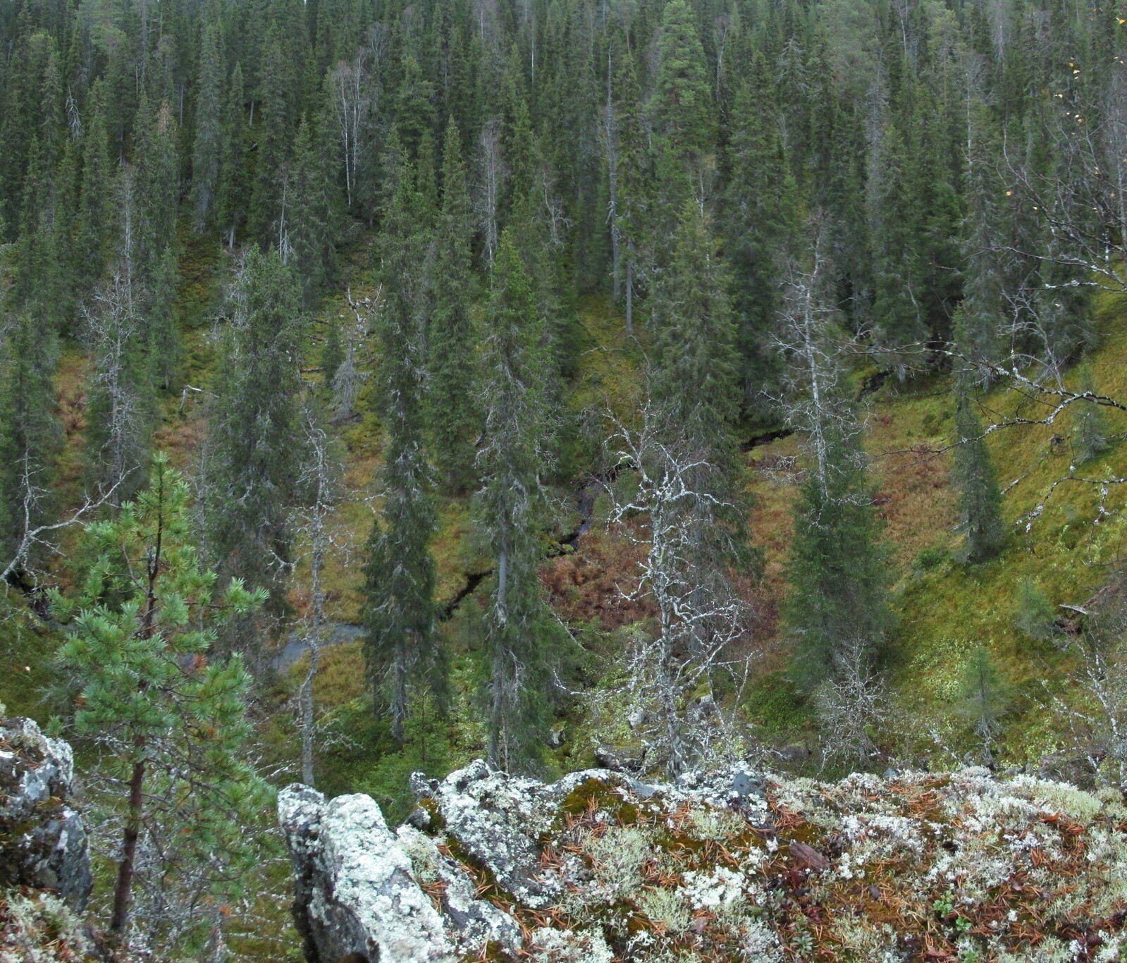      Korojoki
