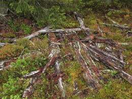 ,      .Kumpu-Vujenselkä (415 m)