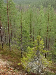   .Livojoki