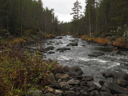 Livojoki