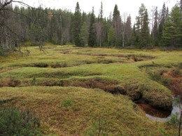    Korojoki