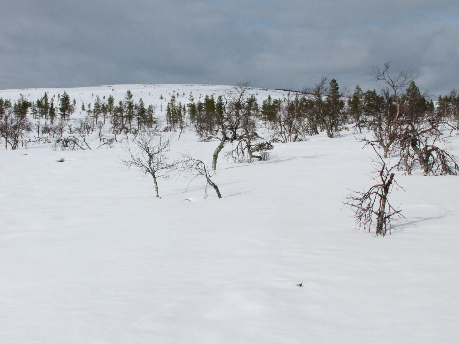 Tolospää hill (440 m)