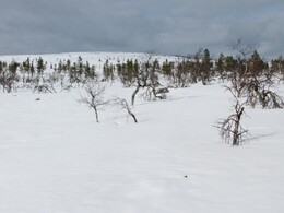 Tolospää hill (440 m)