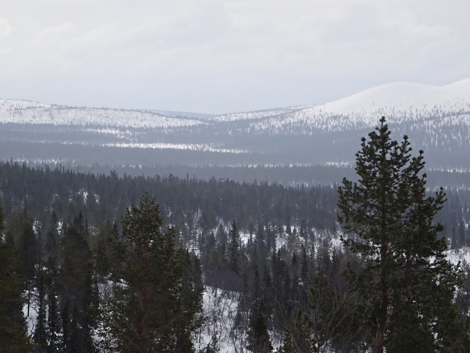    Lupukkapää
