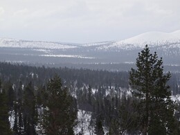    Lupukkapää