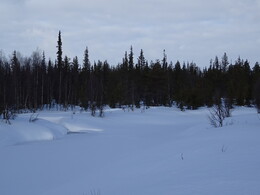   Kopsusjoki