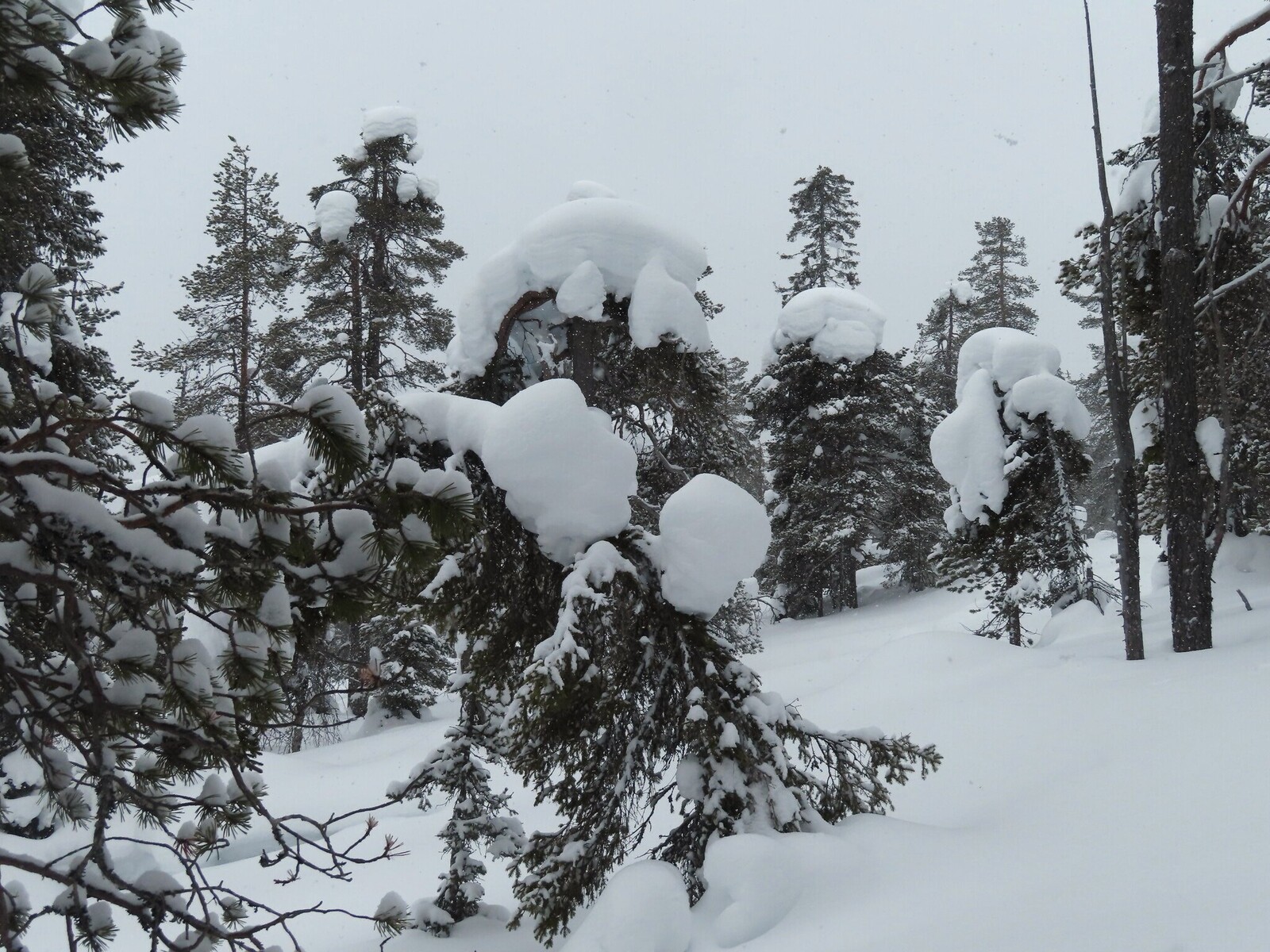    ascending to the ridge