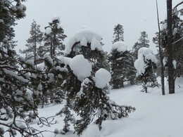   ascending to the ridge