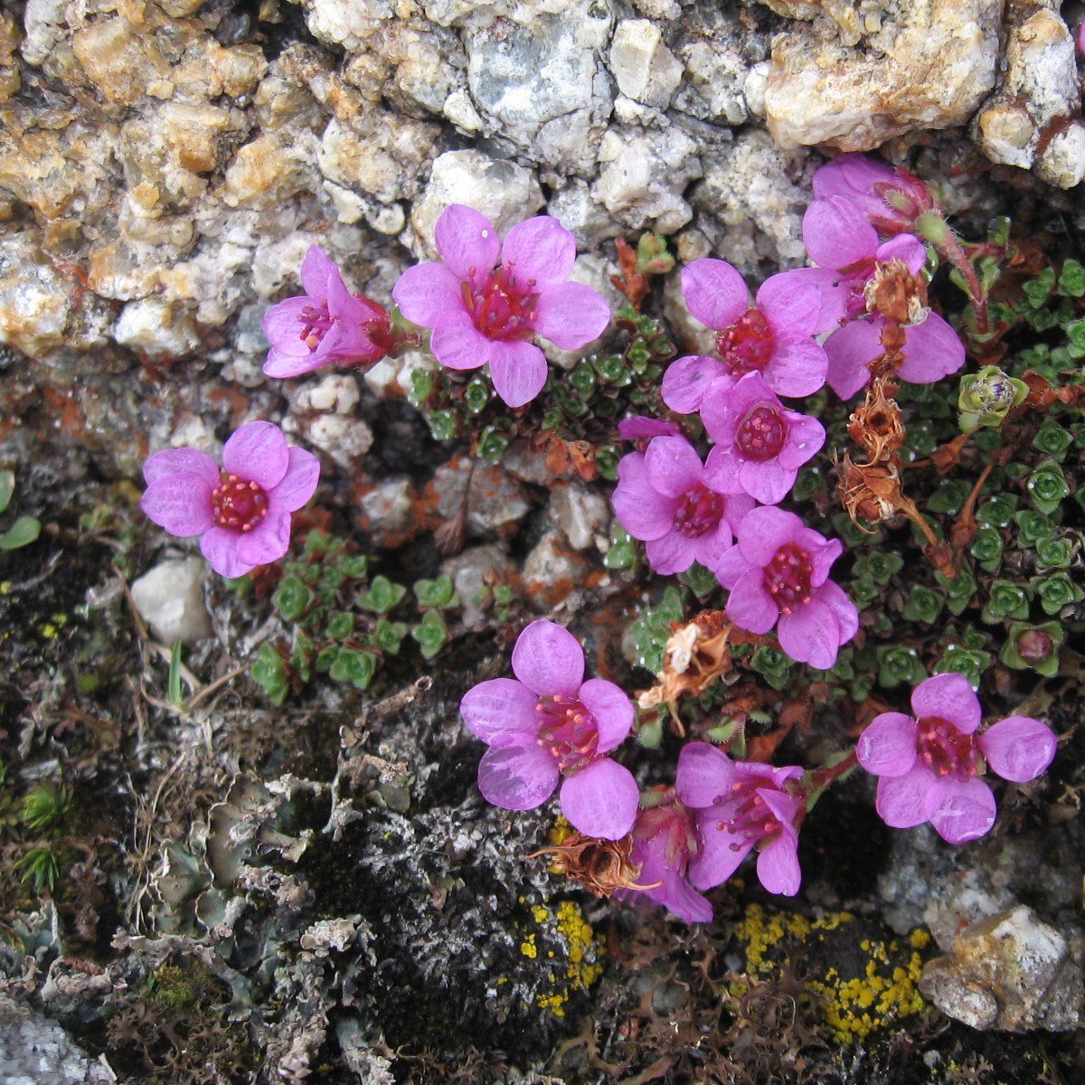   (Saxifraga oppositifolia) ?