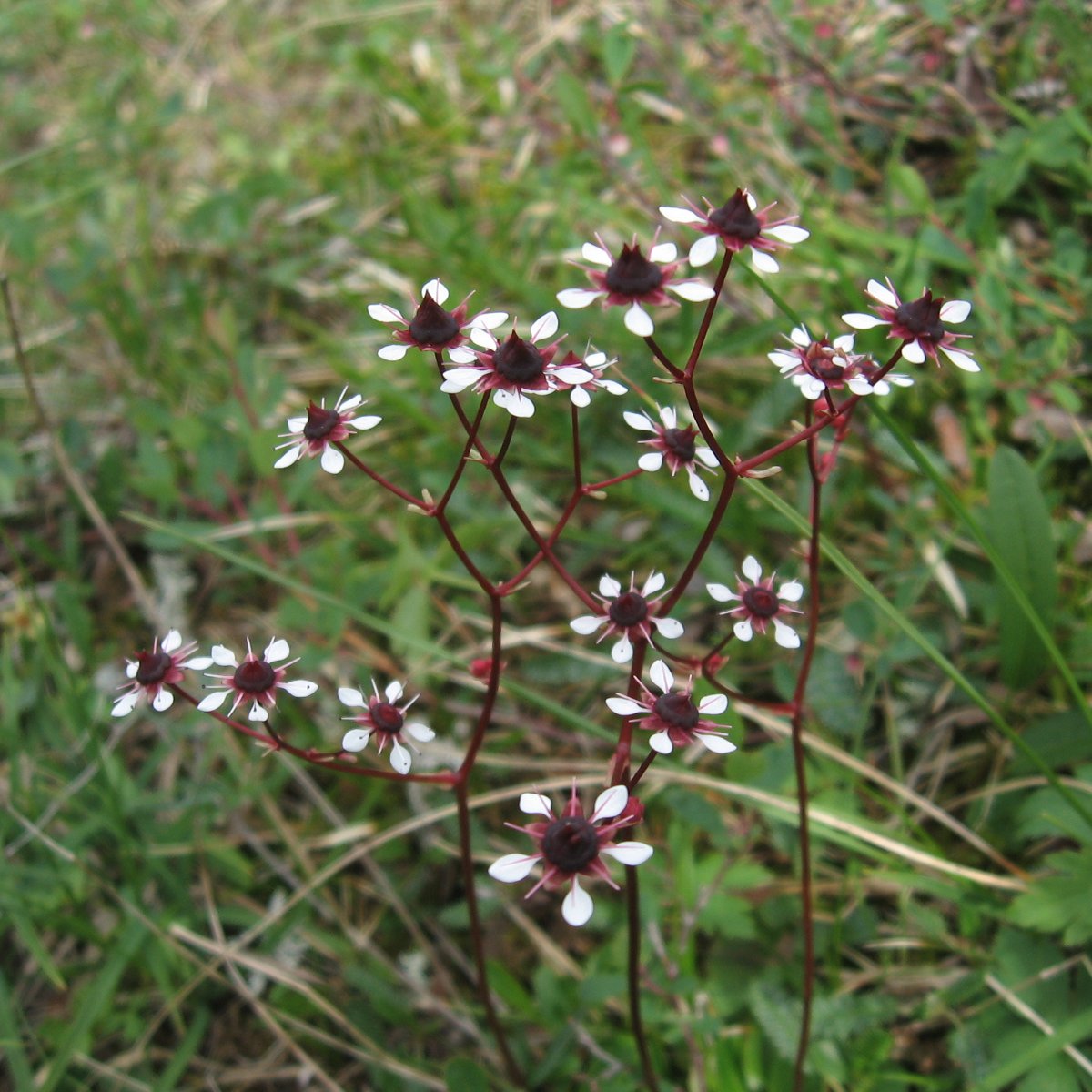  ޣ- (Saxifraga melaleuca) ?