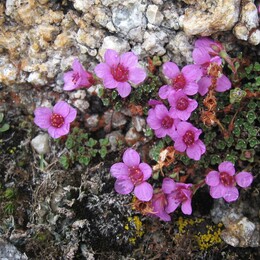   (Saxifraga oppositifolia) ?