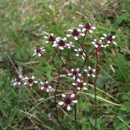  ޣ- (Saxifraga melaleuca) ?