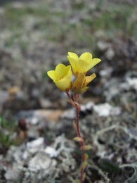   (Saxifraga hirculus) ?