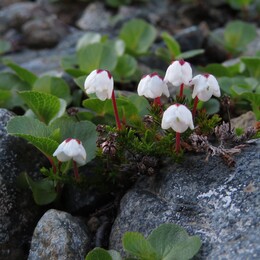   (Cassiope tetragona) ?