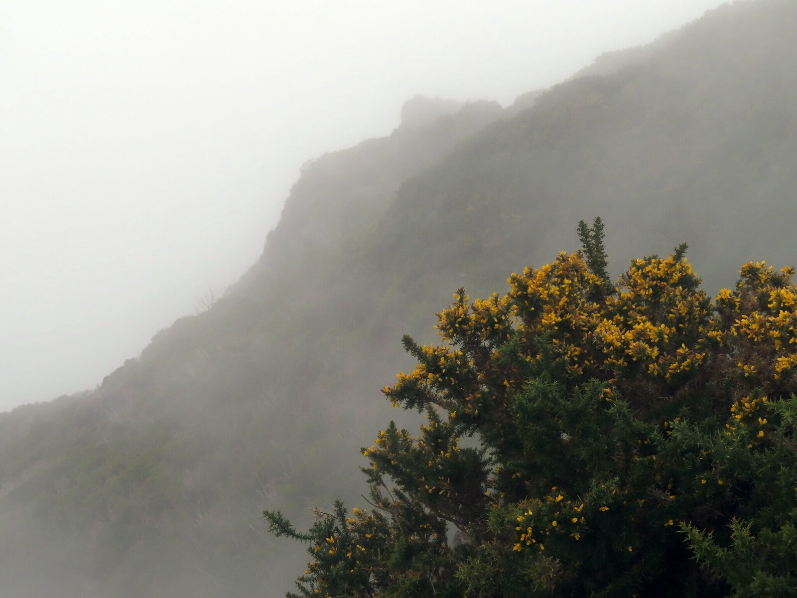  (Ulex europaeus)
