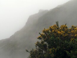  (Ulex europaeus)