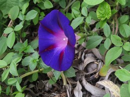   (Ipomoea purpurea)