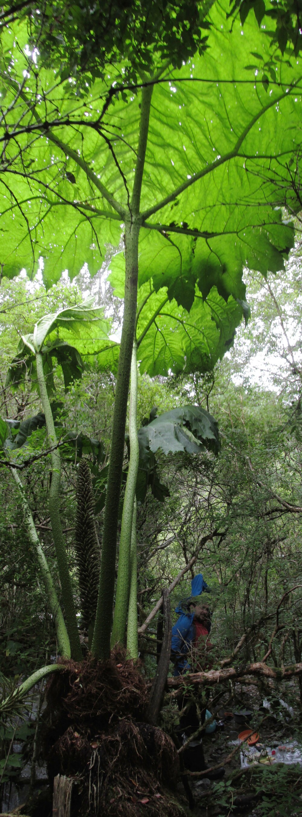  nalka /gunnera tinctoria/