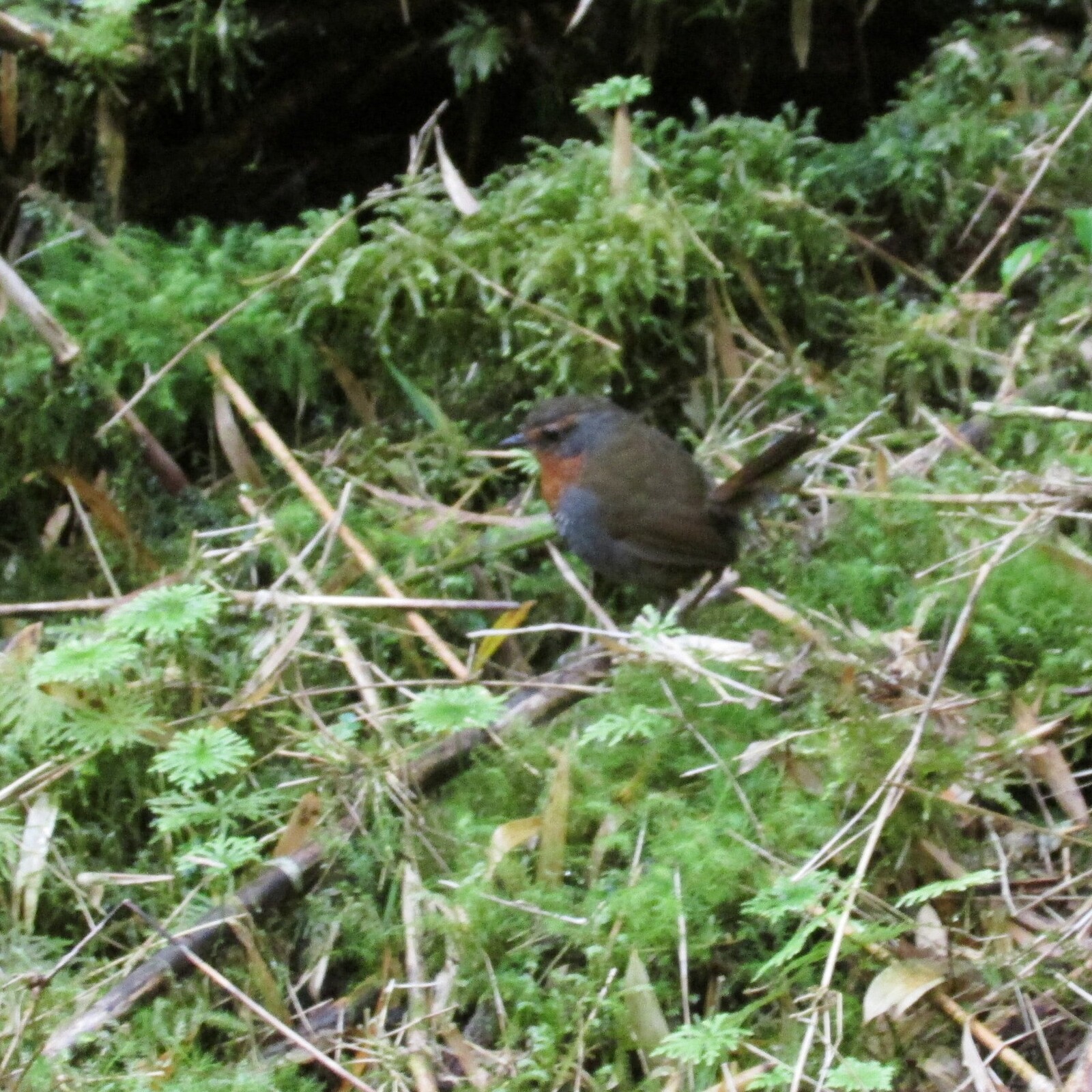 chucao /scelorchilus rubecula/,    ,         .