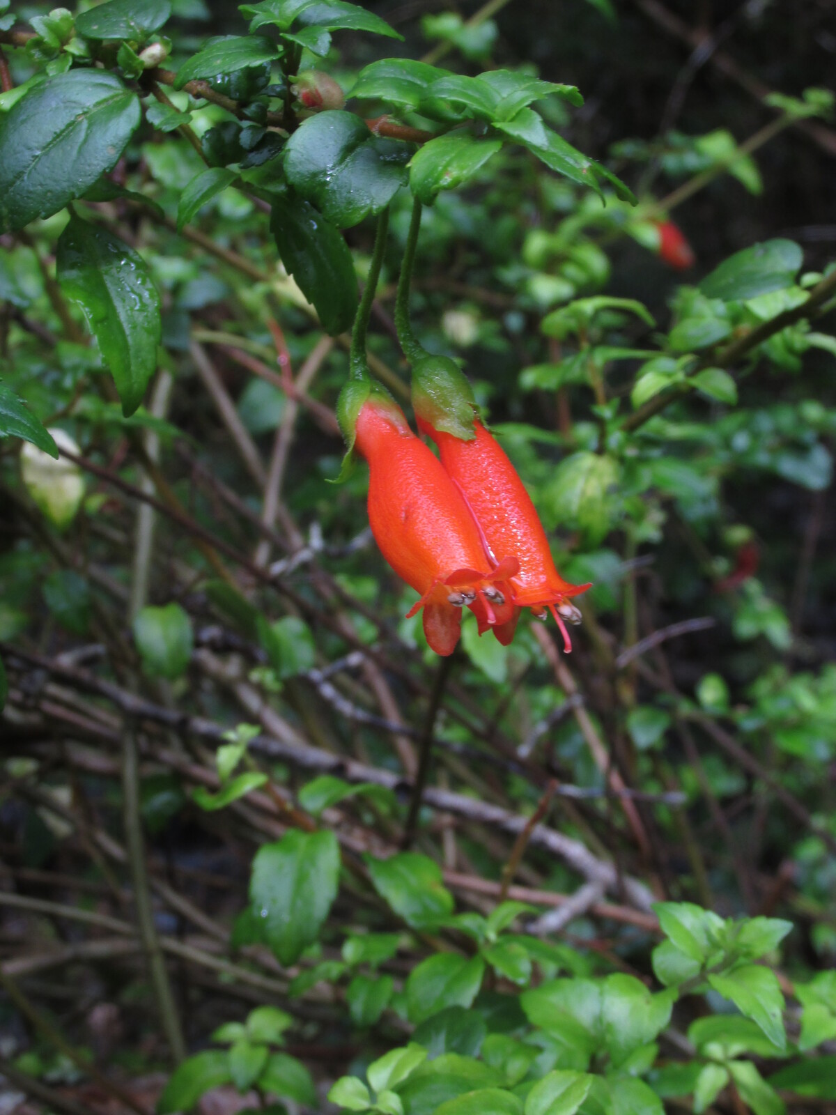 botellita, "little bottles" /mitraria coccinea/ --   