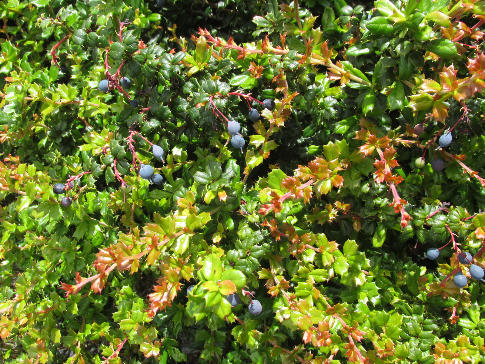  /berberis darwinii?/