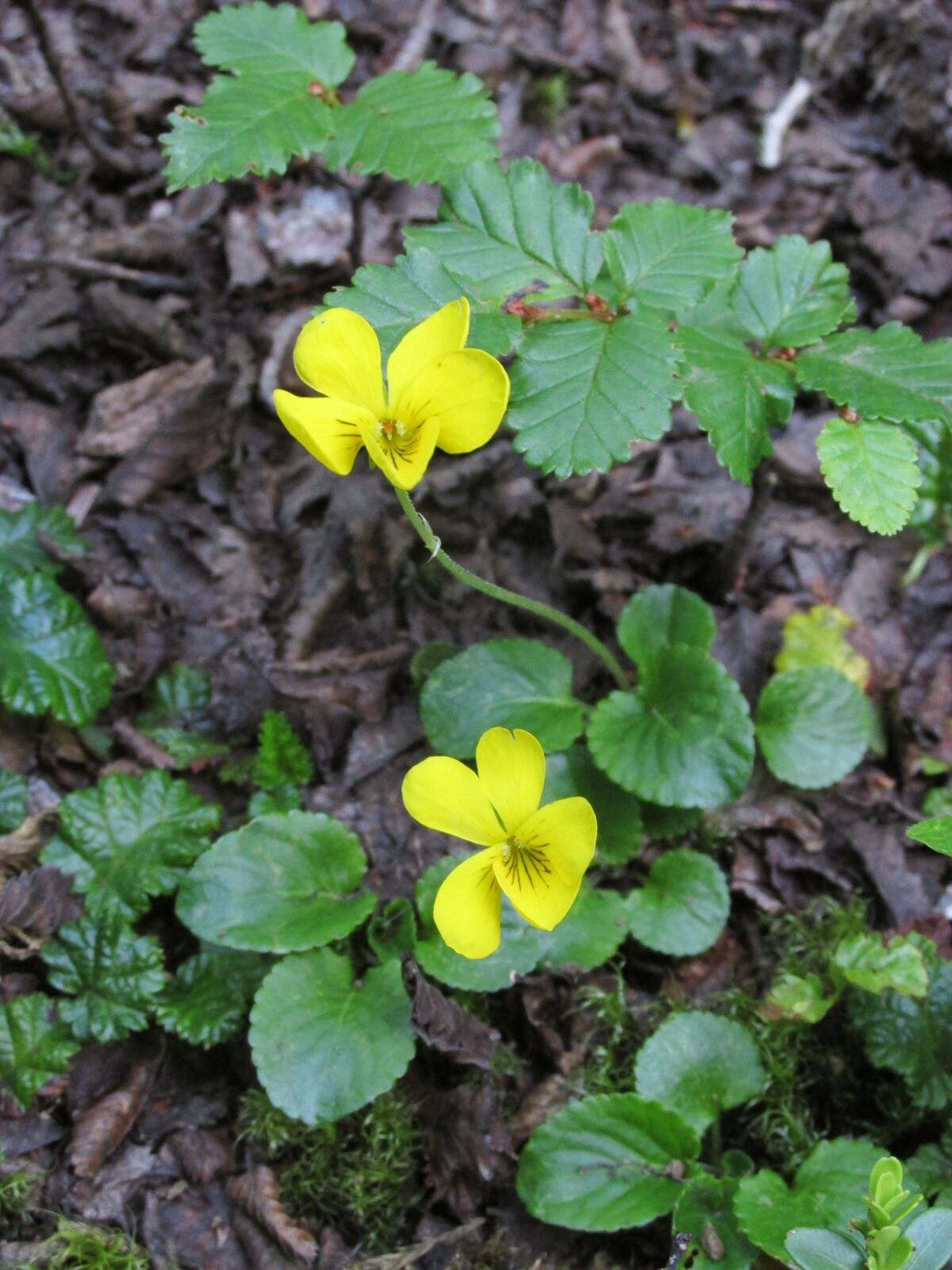  , pilluden, violeta amarilla /viola maculata/
