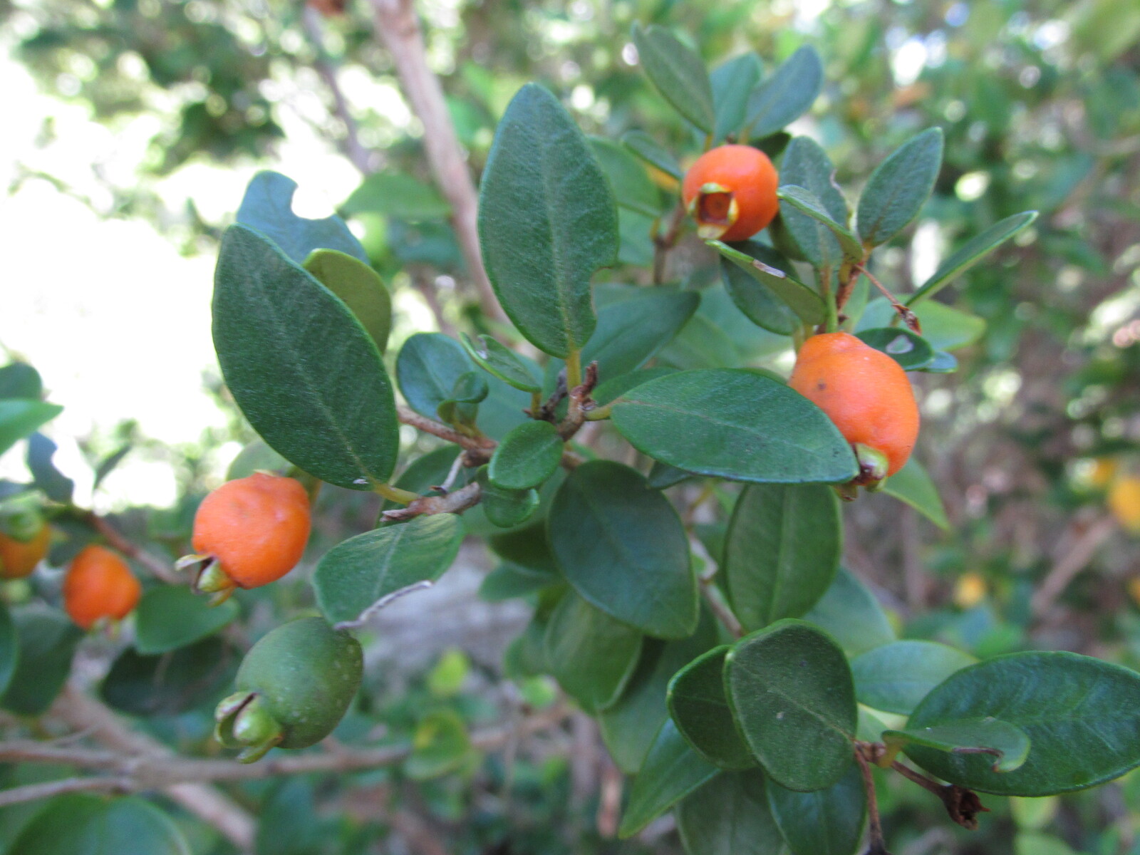 Luma blanca, pitrilla /Myrceugenia chrysocarpa/