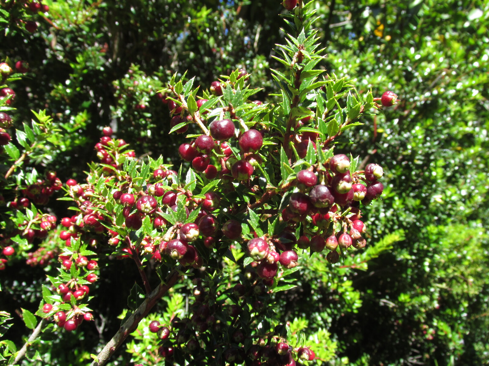  /gaulteria phillyreifolia/