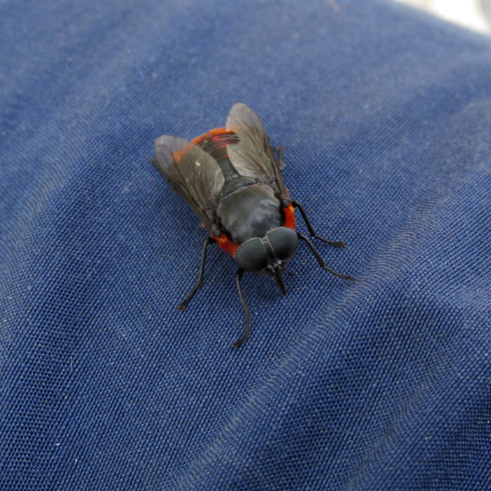 coliguacho, tabano negro /scaptia lata/, 